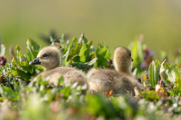Juvenile graylag goose (Anser anser) laying in low growing vegetation with an out of focus background