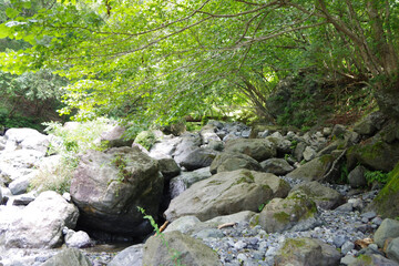 stream in the forest