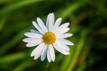 Obraz premium flower nature summer green white