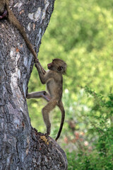 Baby baboon holding onto tail