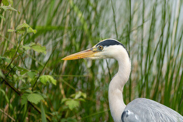 Close up of an grey heron (Ardea cinerea) with reed in the background