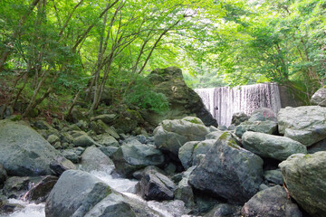 stream in the forest
