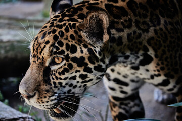 Fototapeta na wymiar ジャガー Panthera onca