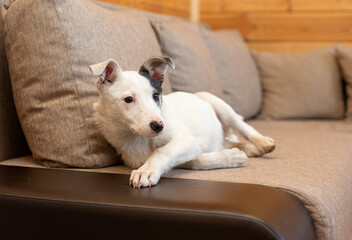 A white dog with a black ear lies at home on the couch