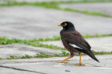 シンガポールの野鳥　公園で餌を探すインドハッカ