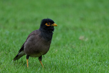 シンガポールの野鳥　草地で餌を探すインドハッカ