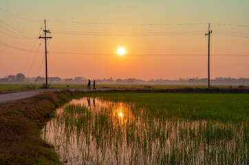 landscape of growing green rice field with warm misty sunrise sky in rural with silhouette couple...