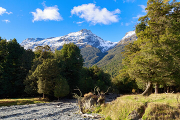 Landscape in the South Island of New Zealand. Native beech forest, a rocky riverbed, and the snowy mountains of the Southern Alps - obrazy, fototapety, plakaty
