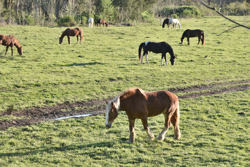 Horses in Pasture