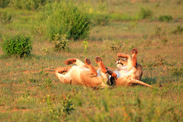 Two lionesses rolling on the grass
