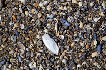 Schulp , Sepiaknochen von Tintenfisch am Strand