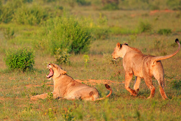 Two lionesses, one yawning