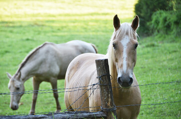Two Horses by Fence