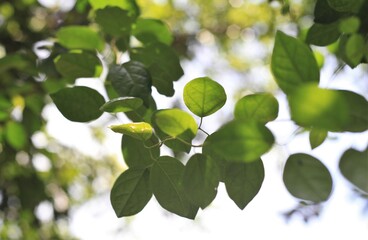 green leaves on a tree, Beautiful green leaves on a twig and sunlight in outdoor, Sunlight through forest Tree Leaves