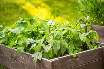 Gardening. Growing vegetables in a wooden garden box. Growing beans, radishes, dill and other...