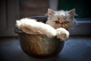 Persian kitten with different eyes (heterochromia) in an old rusty pot