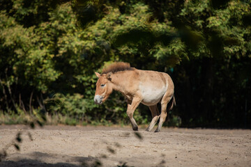 Fototapeta premium Pferd