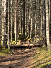 Path through a spruce forest