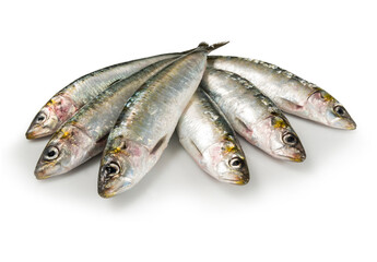 Sardinas frescas