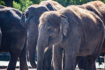 Naklejka premium Elefant