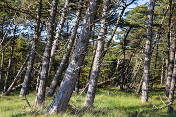 Schiefe, windverwehte Bäume.