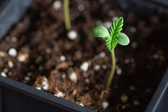 Tiny Growing Cannabis Seedling Sprouting in a Pot on a Black Background