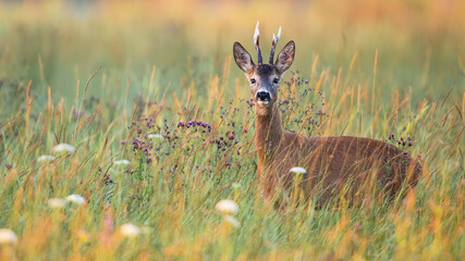 Naklejka na ściany i meble Male roe deer, capreolus capreolus, between blooming flowers on a green meadow in summer nature. Buck with large antlers at sunrise with copy space. Tranquil outdoor scenery with wild animal.