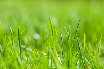 Sunny spring grass field