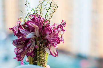 Dying tulip flower on white. buds of a wilted tulip a bouquet. flabby tulips on a white background in a close up
