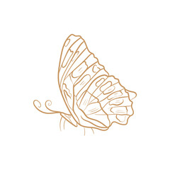 Butterfly. Trend vector illustration. For wedding decoration, logo. Linear art.