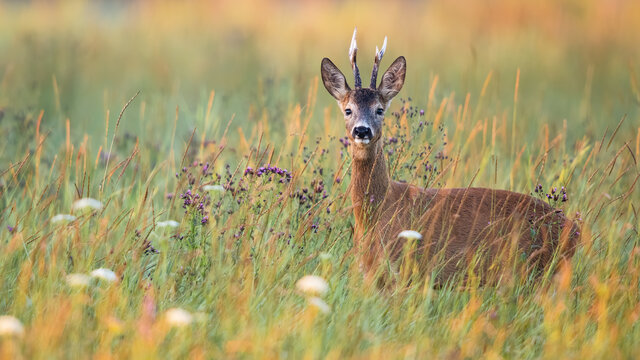 Male roe deer, capreolus capreolus, between blooming flowers on a green meadow in summer nature. Buck with large antlers at sunrise with copy space. Tranquil outdoor scenery with wild animal.