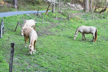 Three Horses Grazing