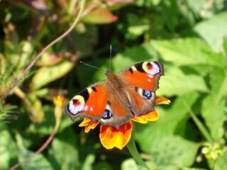 Fototapeta na wymiar Peacock eye butterfly on flower