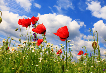 Fototapeta premium Beautiful field of red poppies