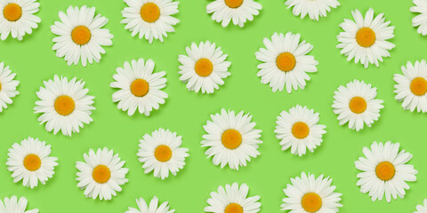 Chamomile flower seamless texture