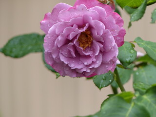 pink rose in the garden
