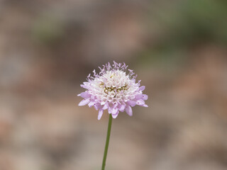 flower with blurred background