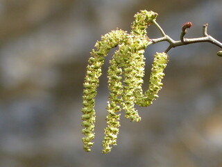branches in spring