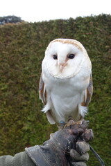 Owl on hand 