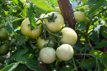 Green unripe tomatoes are hanging on the bush.