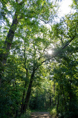 Obraz premium Plants outdoor in nature.