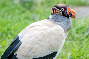 Vogel © Lothar.Photo