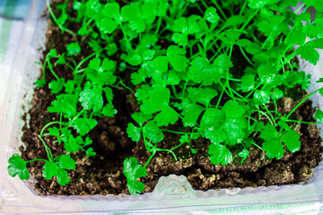 Homemade greens in the ground in a transparent container