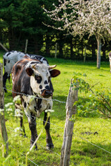 Animal ferme vache 505