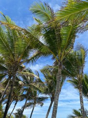 coconut trees