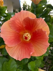 red hibiscus flower