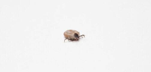 Tick isolated on white, close up