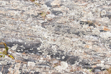 Interesting textural patterns on rock face