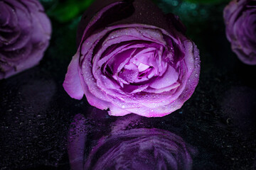 Purple rose macro closeup with water drop on petals.