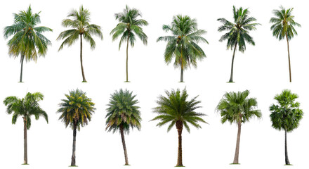 Set of coconut and palm trees isolated on white background, Suitable for use in architectural...